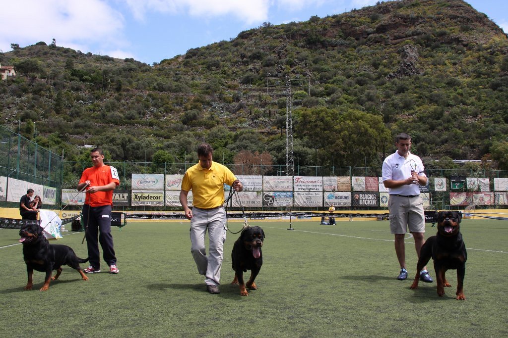 I Exposición Monográfica Club Rottweiler de España - Santa Brigida - Gran Canaria.