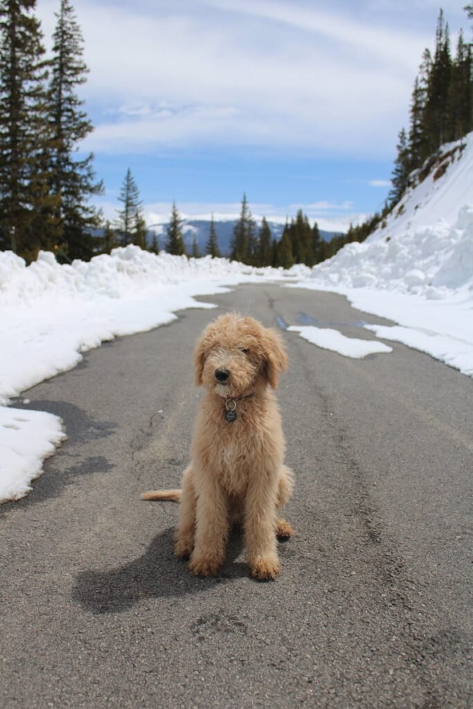 Goldendoodle Dog Sitting on a Road in Winter