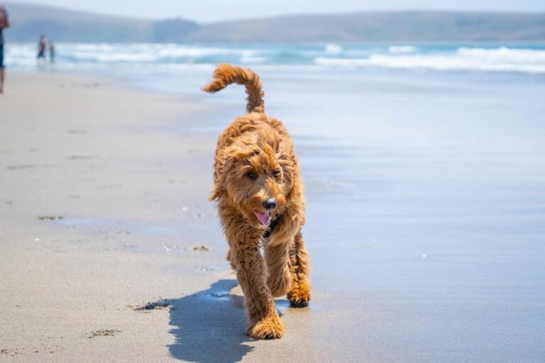 Brown Long Coated Dog