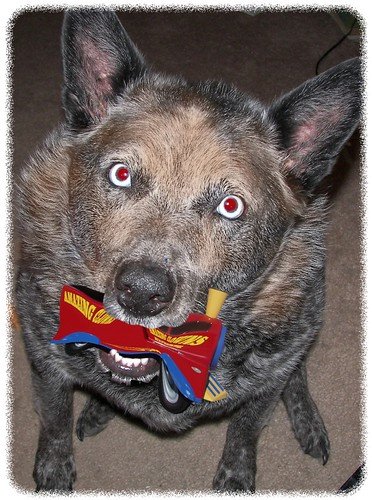 dog with toy