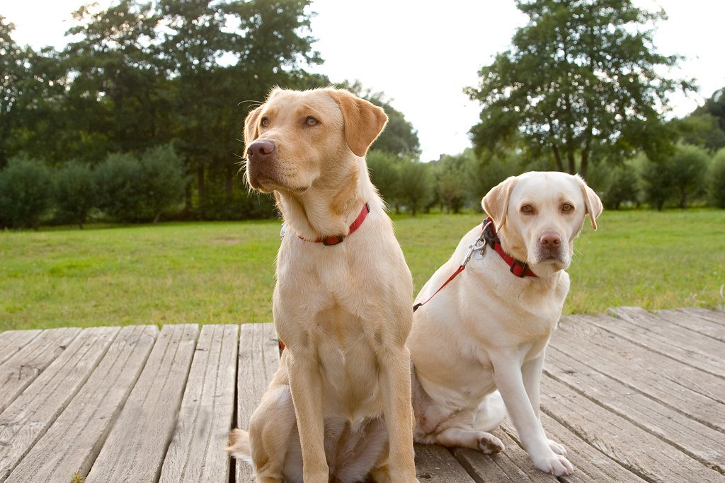 two labradors