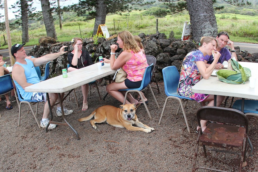 dog outside restaurant at lunch