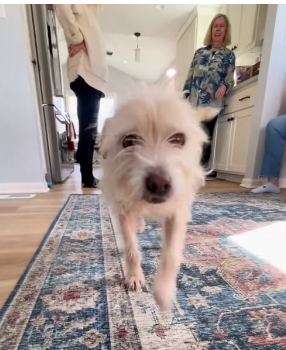 whiter Terrier dog