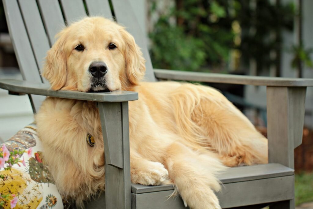 golden retriever puppy on grey wooden fence during daytime