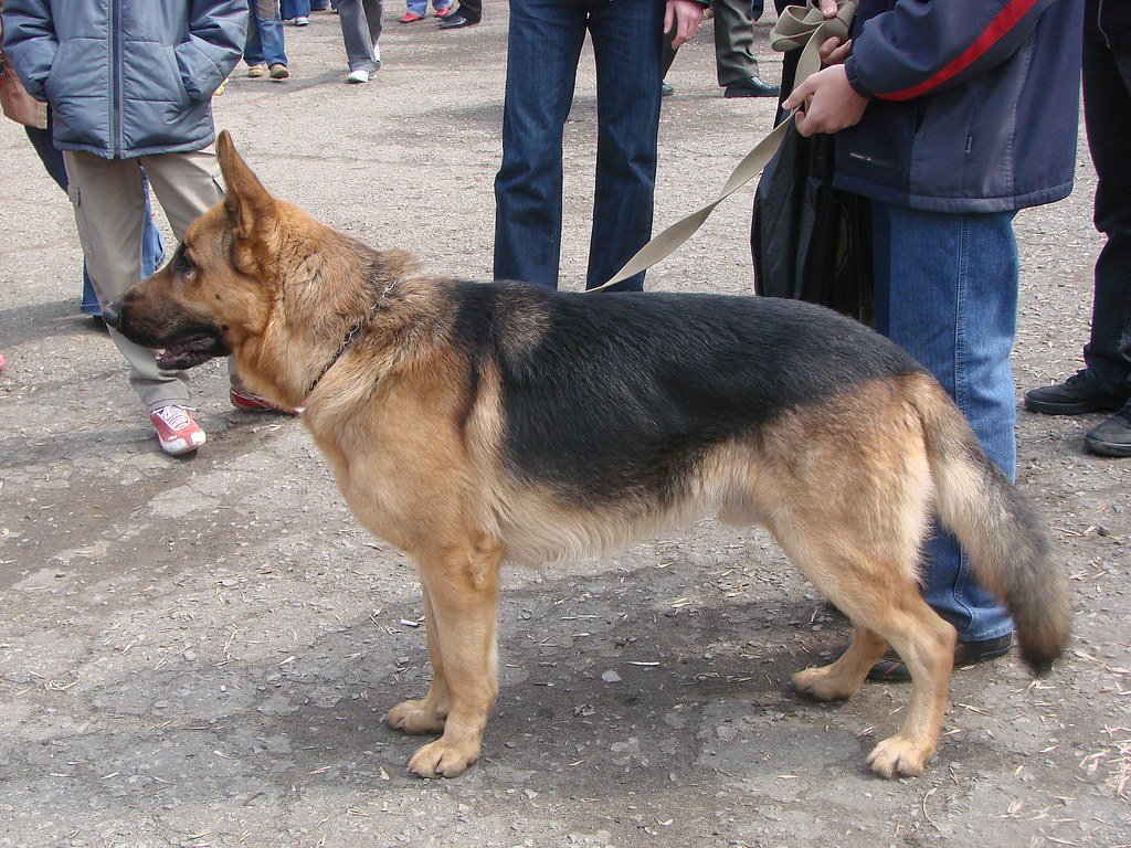 German Shepherd