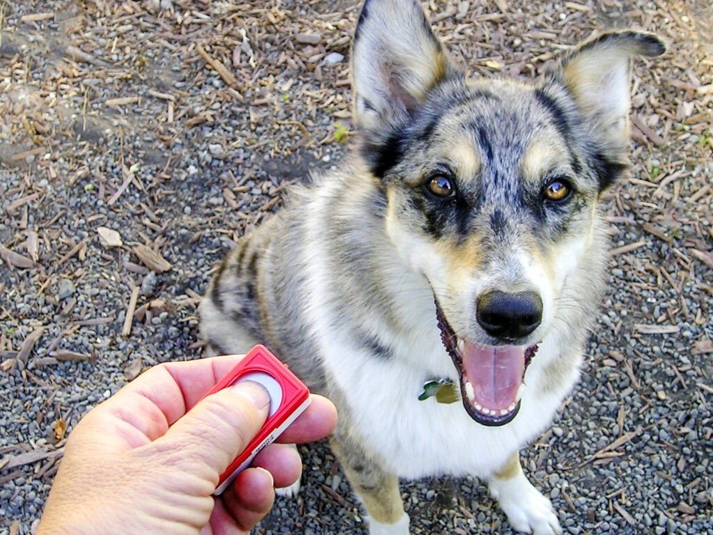 dog clicker