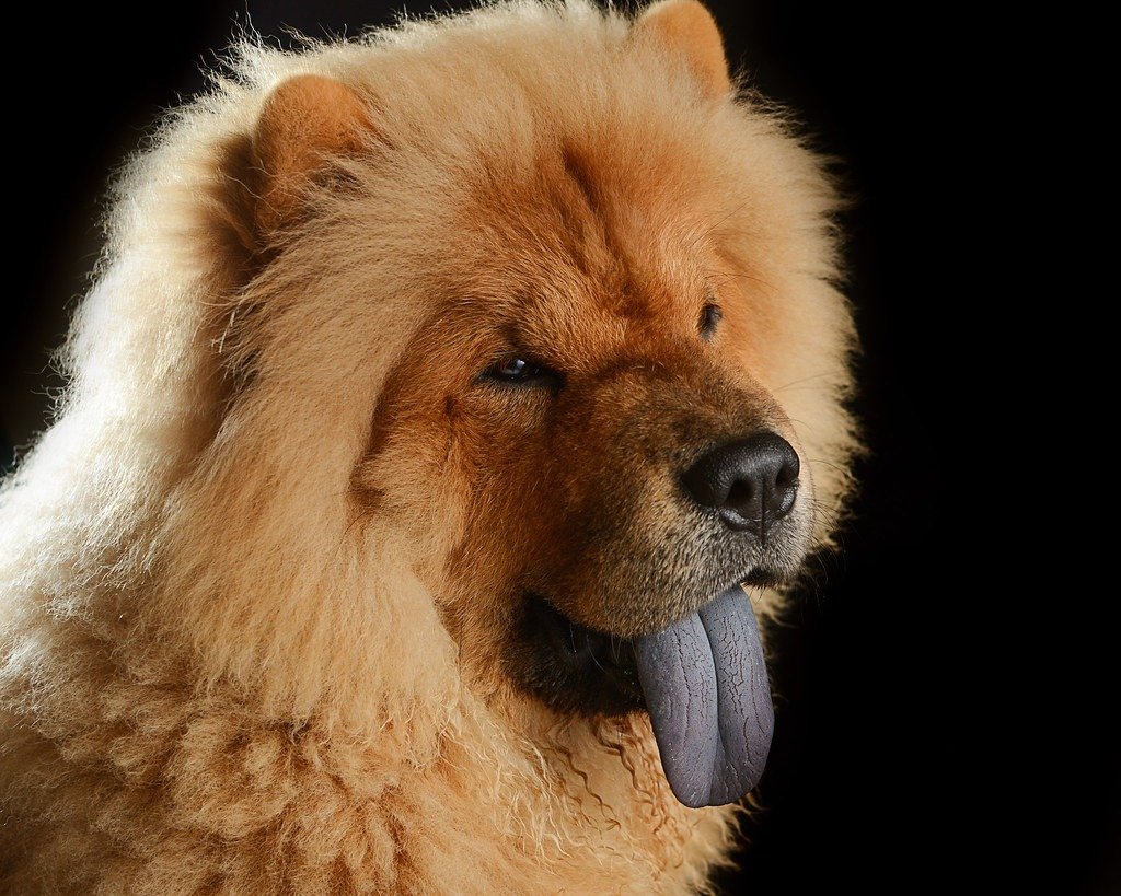 chow chow blue tongue