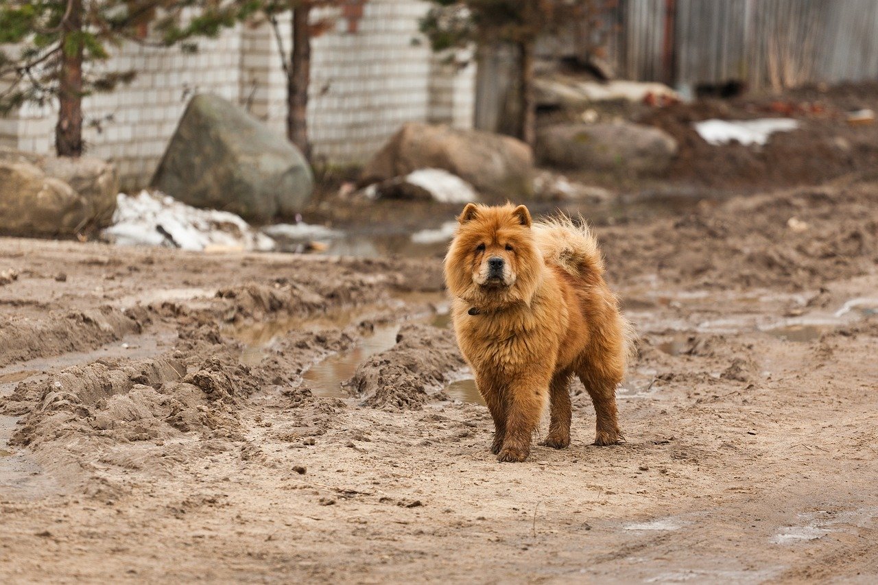 dog, pet, nature