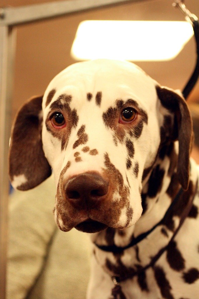 dalmatian