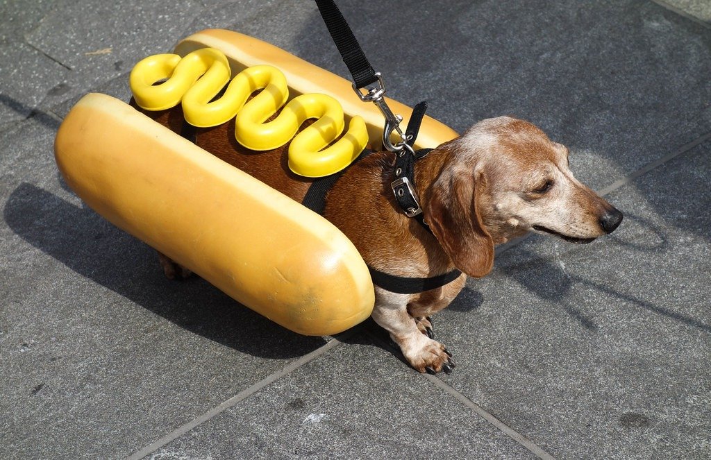 Dachshund Octoberfest