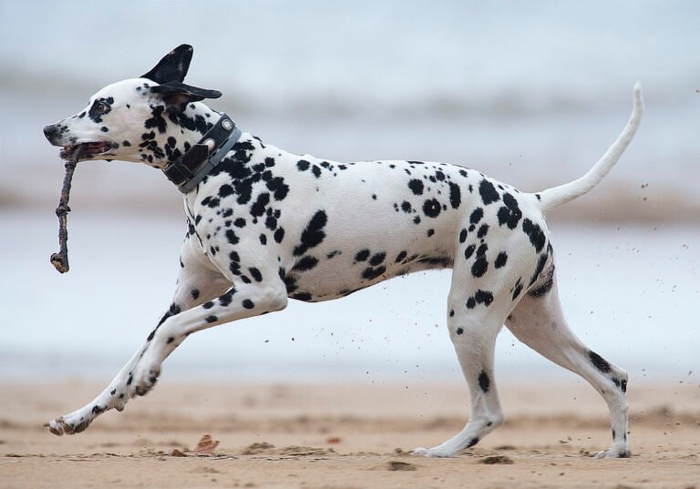 dalmatian