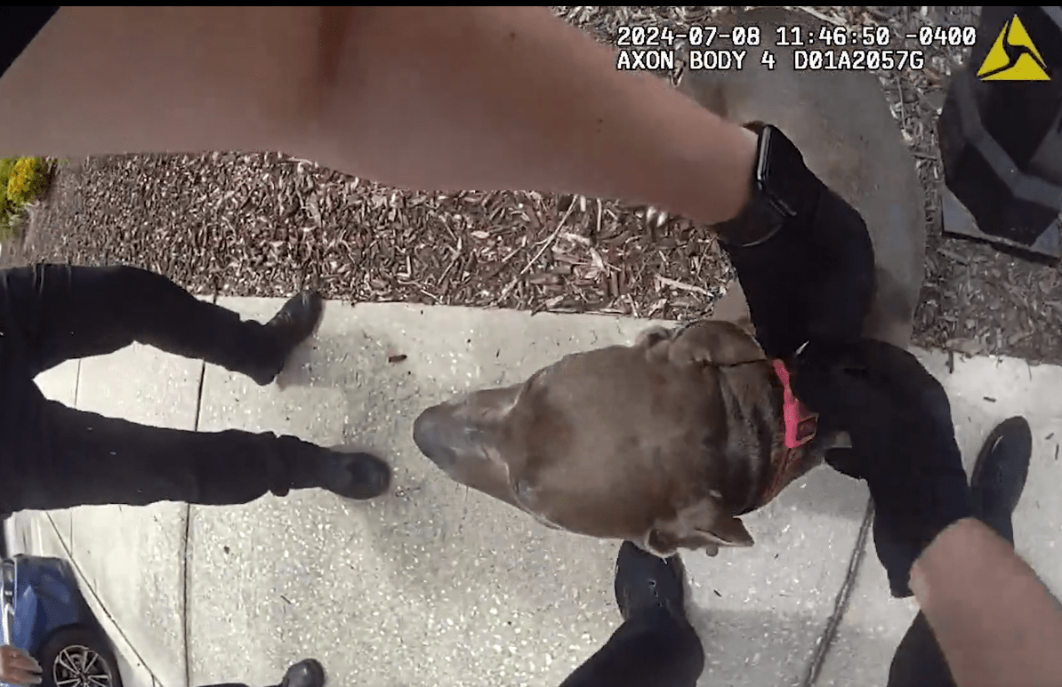 dog rescued by police