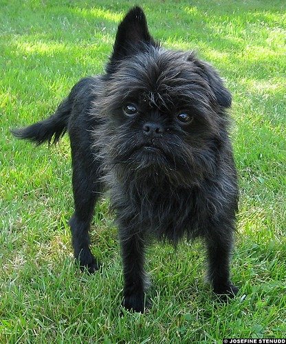 Affenpinscher