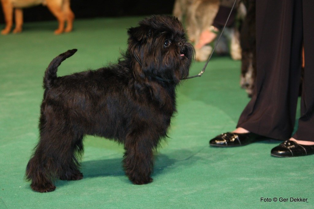 Affenpinscher