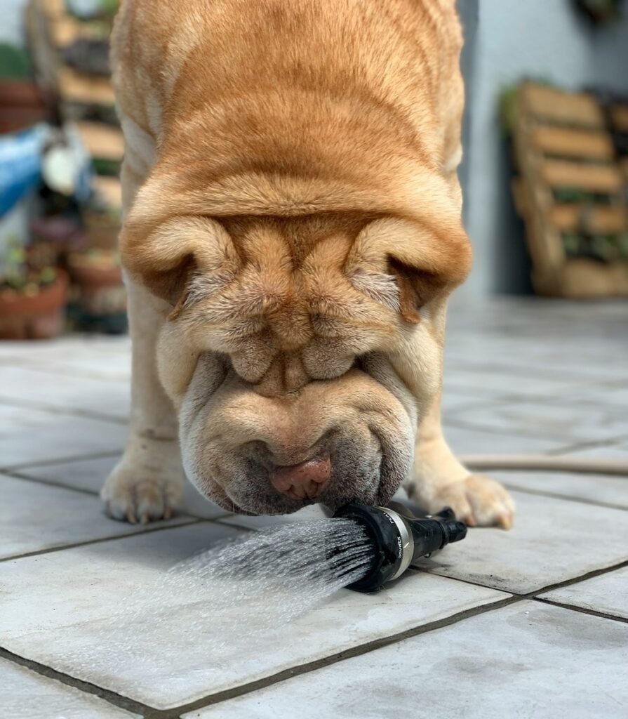 brown short coated dog drinking water from garden hose