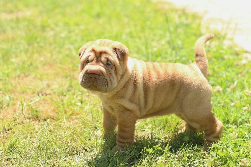 short-coated tan puppy