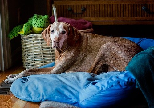 dog on dog bed