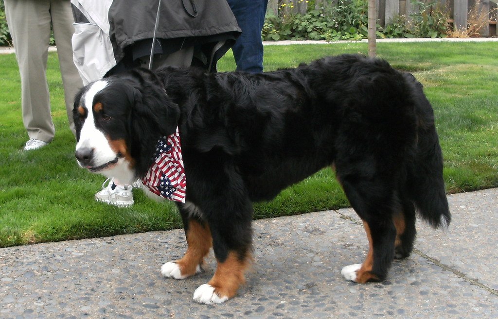 Bernese Mountain Dog