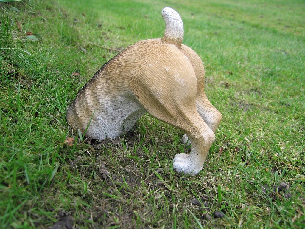 dog digging