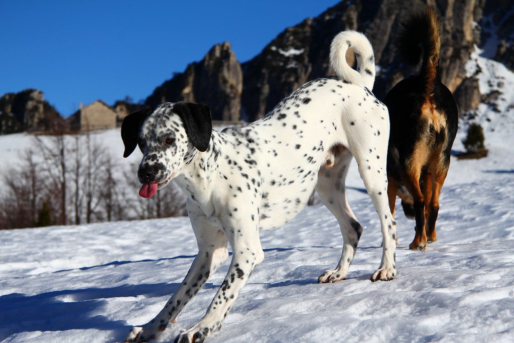 dog in snow