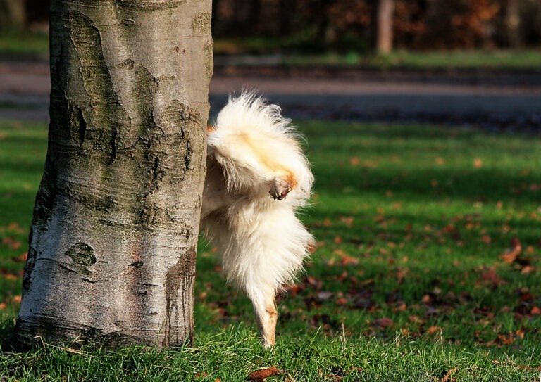 dog urinating on teree