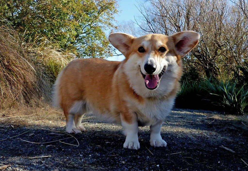 corgi