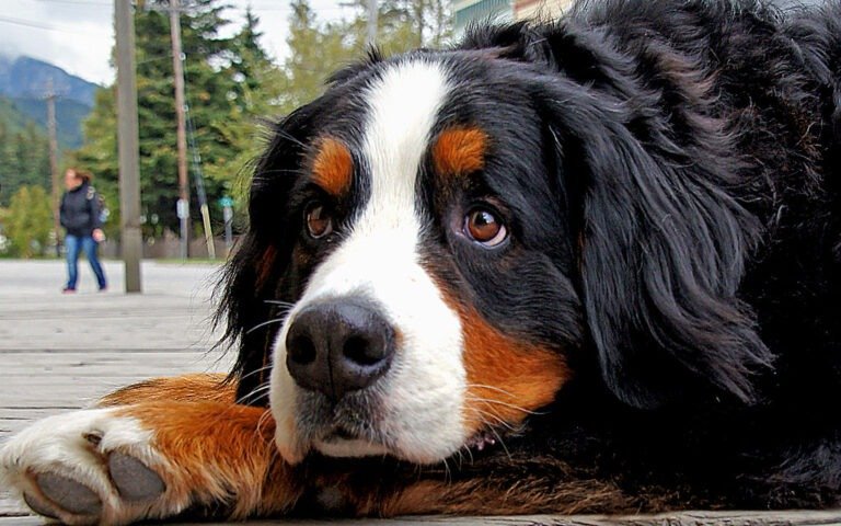 Bernese Moutain Dog