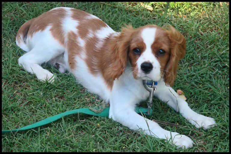 dog on grass