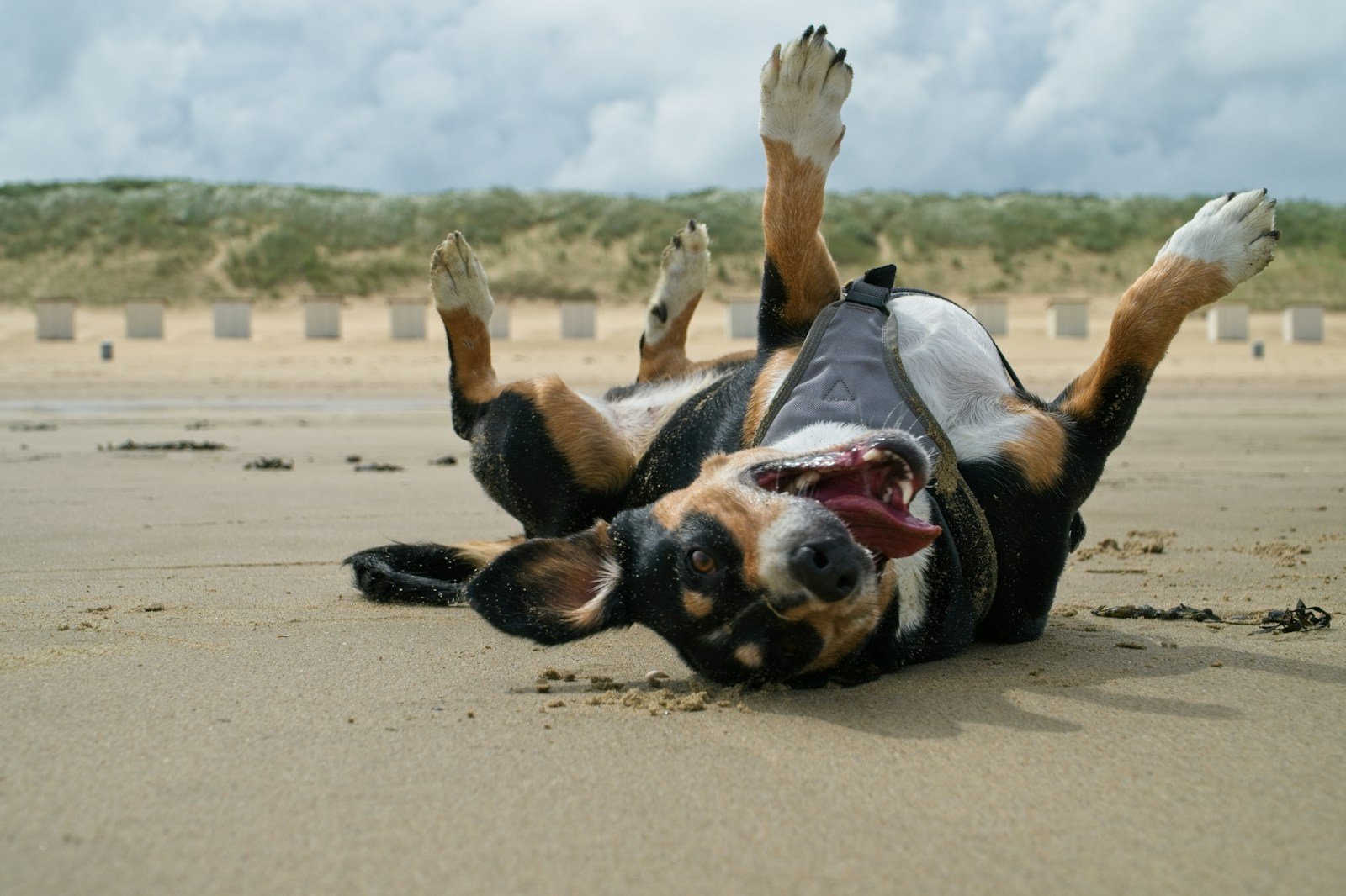 a dog laying on its back on the beach