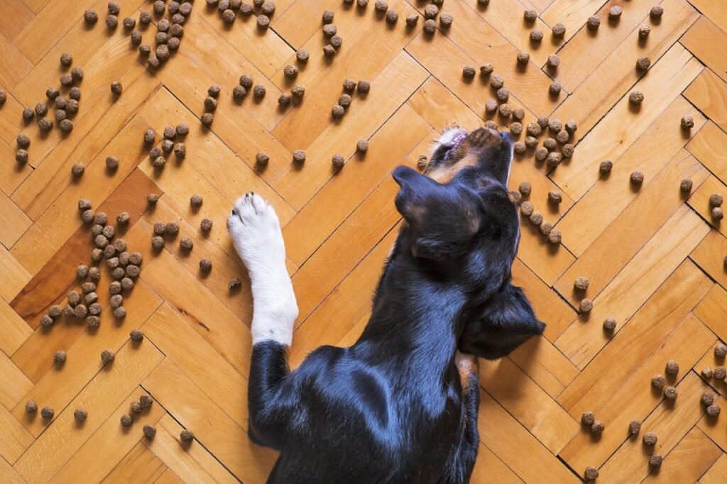 dog food, dog kibble, animal