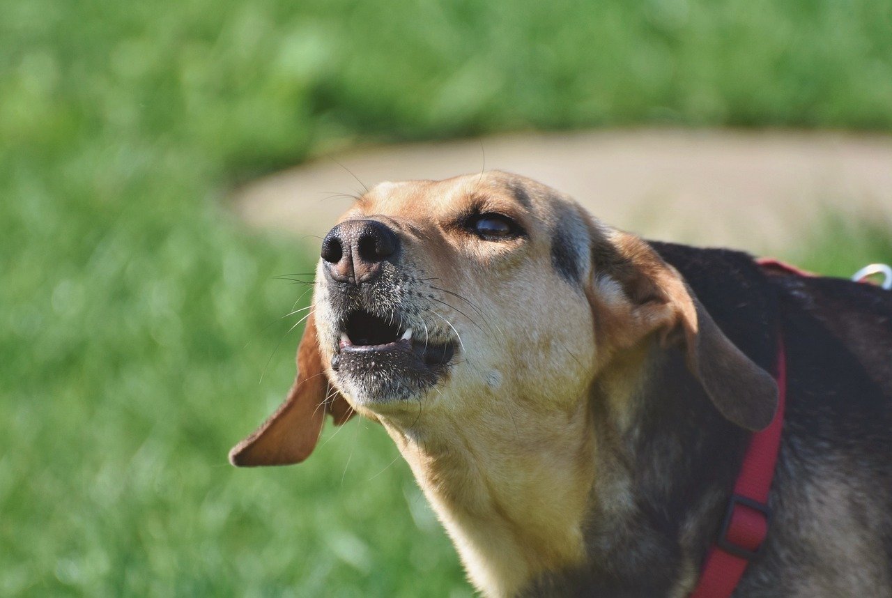 dog, hybrid, mixed breed dog