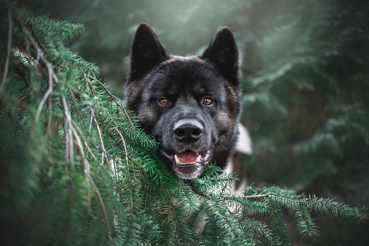 akita, tree, dog