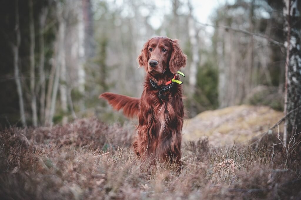 dog, animal, irish