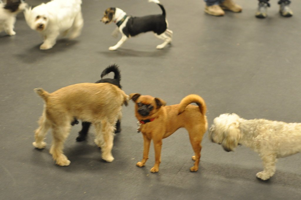 dogs in a group