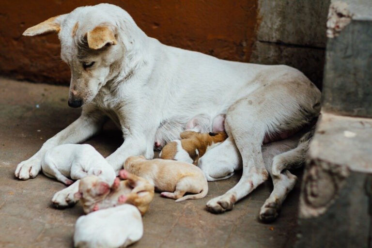 dog and puppies