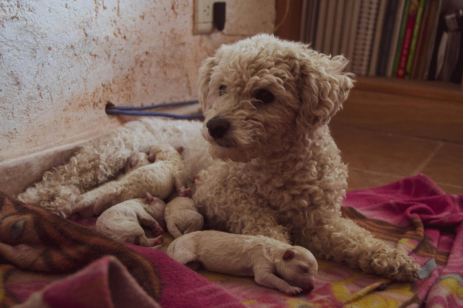 A heartwarming scene of a dog nursing her newborn puppies in a cozy indoor setting.
